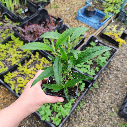 Буддлея Давида Вайт Профьюжн - Долина роз фото 3