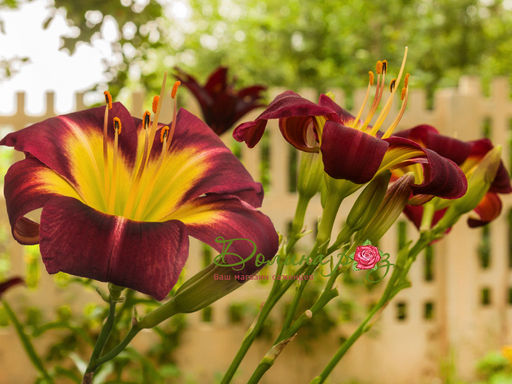 Лилейник Найт Бекон - Долина роз фото 3