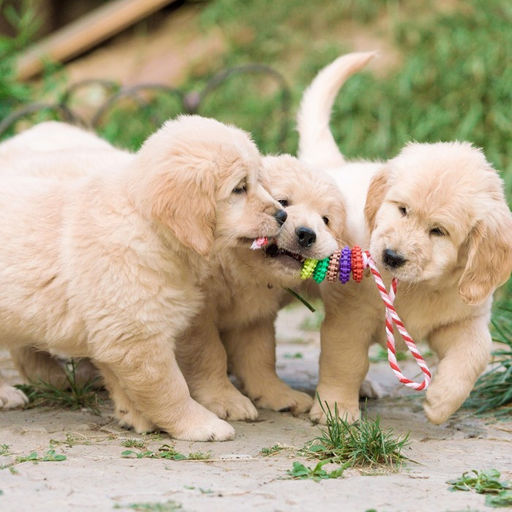 Игрушка жевательная Шестерёнка на канате, 32 см, диаметр колец 5 см, микс цветов - Пижон фото 5