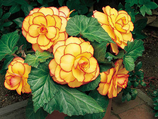 Бегония пикоти желто-красная (Begonia Picotee yellow-red) - Долина роз фото 3