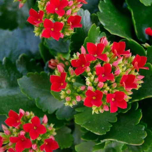 Каланхоэ Блоссфельда, цветы ярко красные