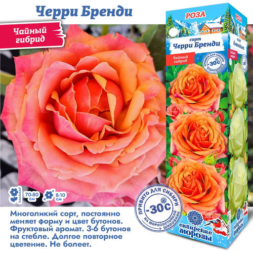 Роза Черри Бренди (Чайно-гибридная) 1шт
