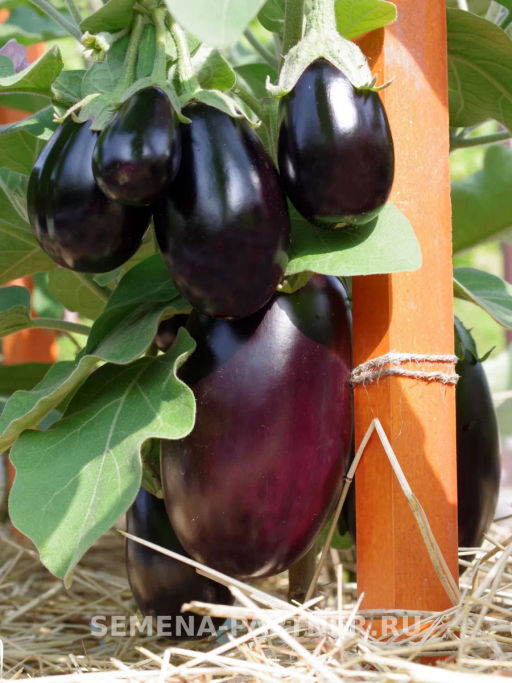 Баклажан Патрик - Партнер фото 2