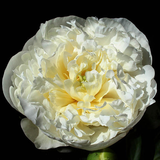 ПИОН Дюшес Де Немур Разбор 2/3 n Кол-во упак., шт 1