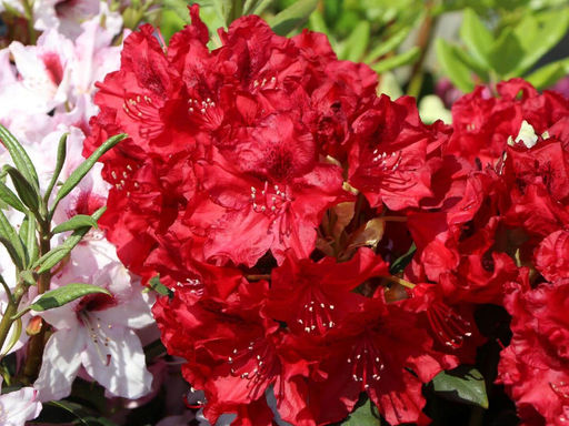 Рододендрон Wladyslaw Jagiello, Royal Red (Владислав Ягелло, Роял Ред) - Долина роз фото 2