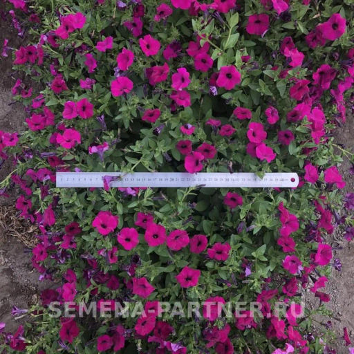 Петуния Амбре Элоиз каскадная пурпурная - Партнер фото 7