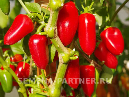 Перец сладкий Никки - Партнер фото 3