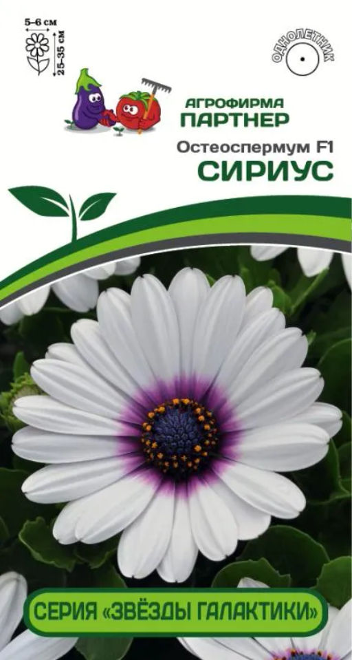 Остеоспермум Эклона Звезды Галактики Сириус