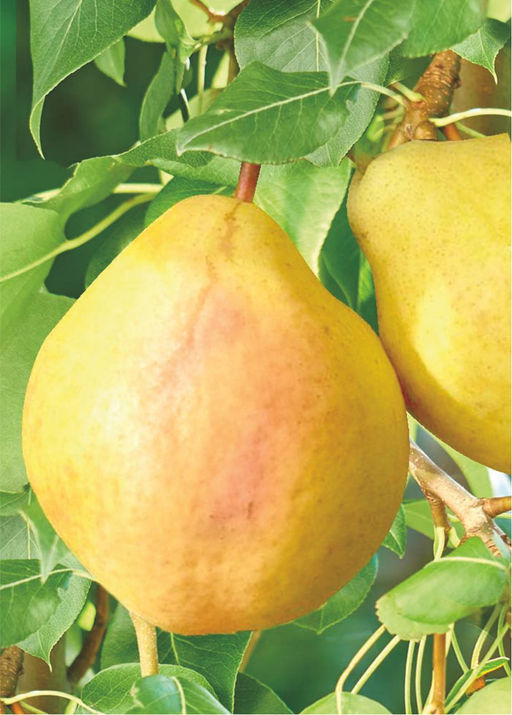 Груша Памяти Анзина (саженец с этикеткой) 1шт