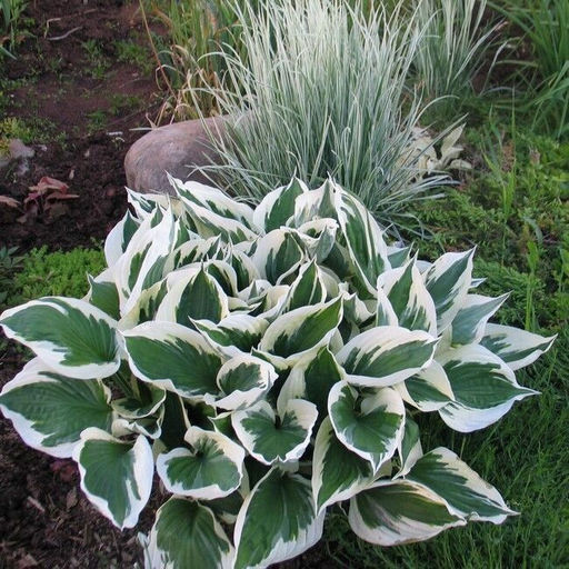 Хоста Patriot - Голландские луковицы фото 4