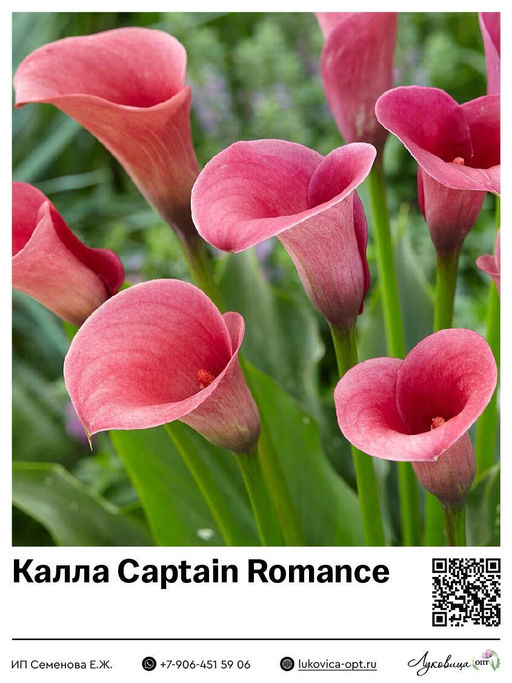 Калла Captain Romance