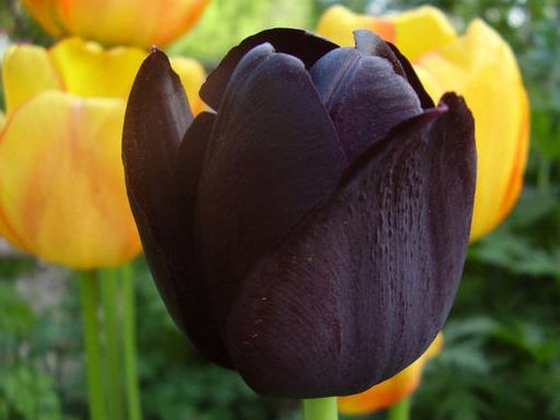 Тюльпан Cafe Noir (Кафе Нуар)