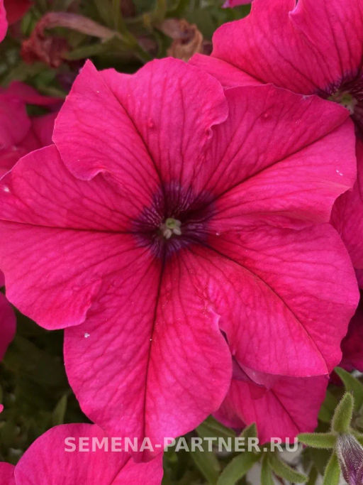 Петуния Кэнди Фредерика прямостоячая розово-пурпурная - Партнер фото 8