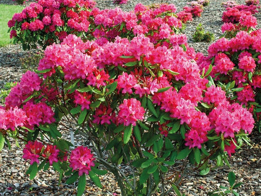 Рододендрон Нова Зембла - Долина роз фото 2