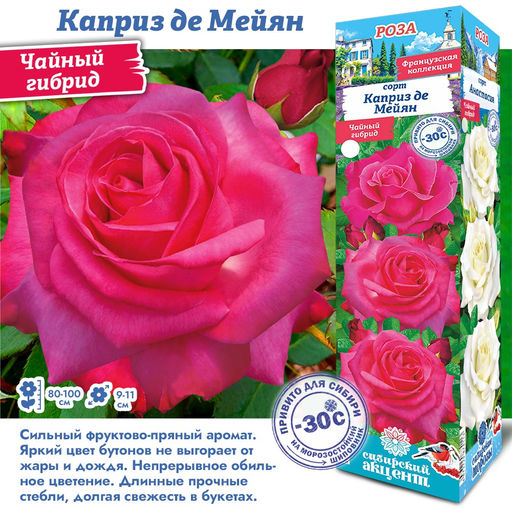 Роза Каприз де Мейян (Чайно-гибридная) 1шт