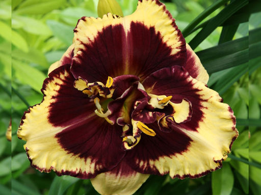 Лилейник Tiger Blood (Тайгер Блад) - Долина роз фото 3