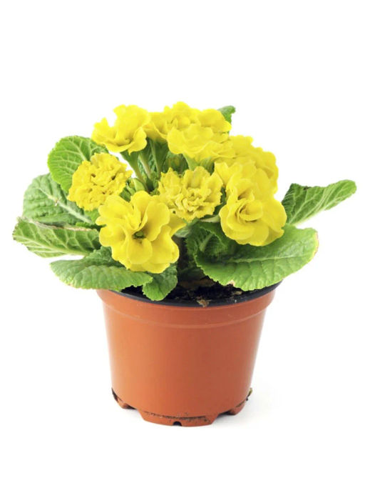 Примула махровая Тет-А-Тет Жаркое Лето - Партнер фото 2