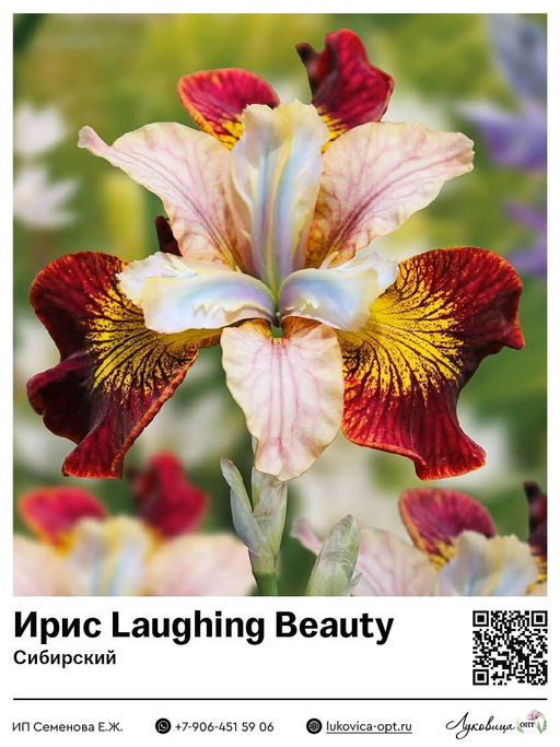 Ирис Laughing Beauty (Сибирский)