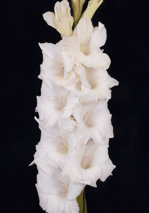 Гладиолус Альбинос 500,Фотин 1 р-р 7шт (Ф)