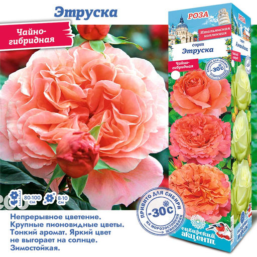 Роза Этруска (Чайно-гибридная) 1шт