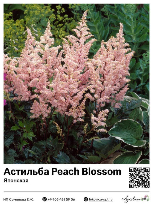 Астильба Peach Blossom (Японская)