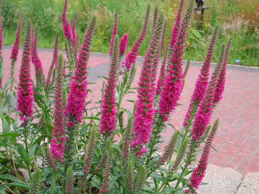 Вероника колосистая Ротфукс - Долина роз фото 3