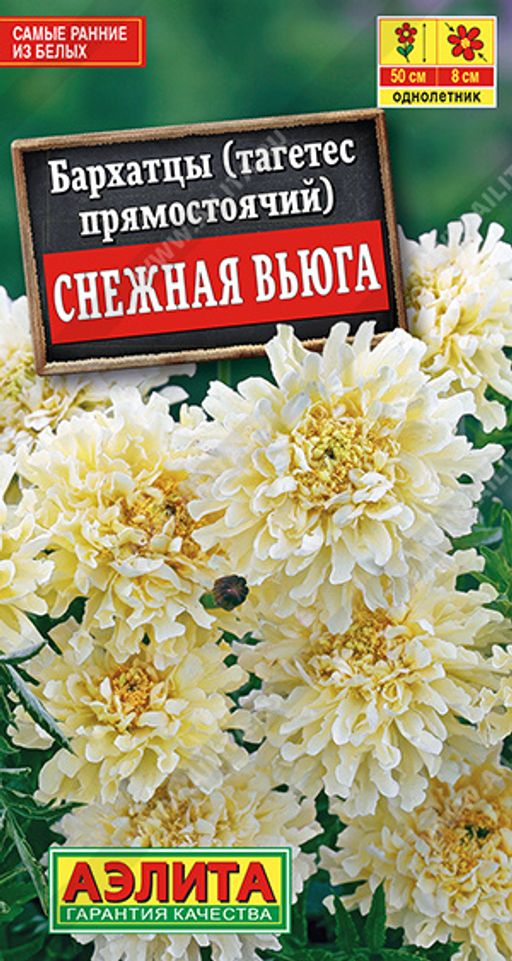 Бархатцы Снежная вьюга (2026)