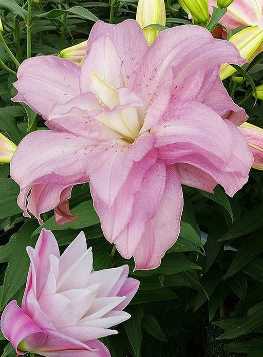 Лилия Lotus Spring (Лотосовый гибрид) - Голландские луковицы фото 2