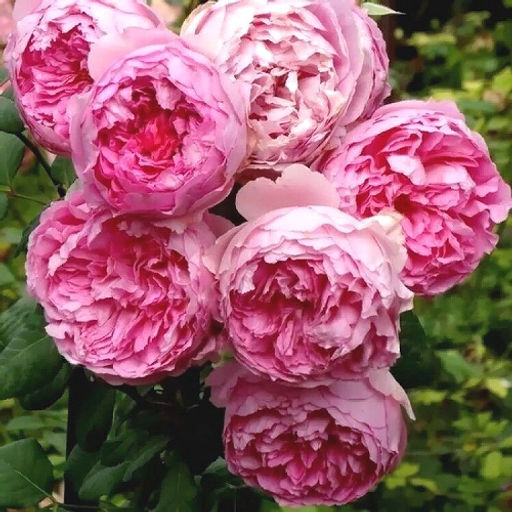 R040 АНРИ ЛЕ СИДАНЭ