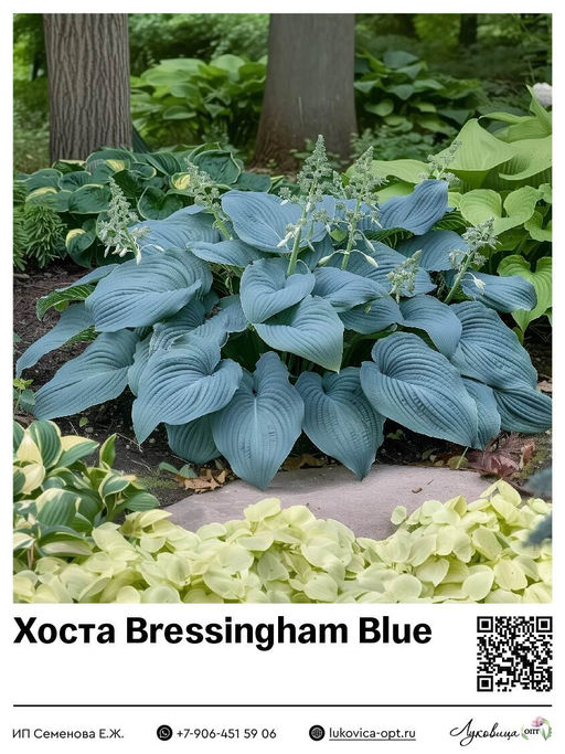 Хоста Bressingham Blue