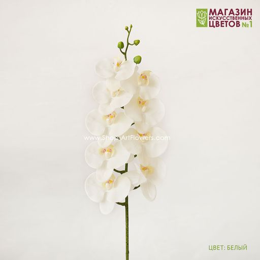 004 Орхидея фаленопсис "Жозель" (9 цветков)