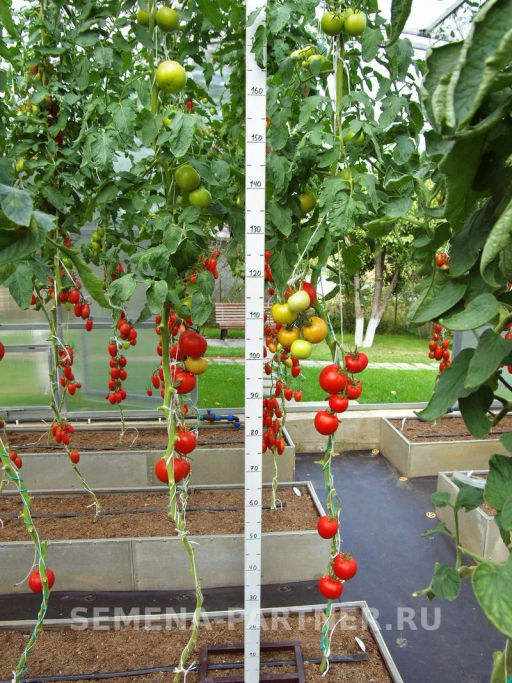 Томат Момбаса - Партнер фото 3