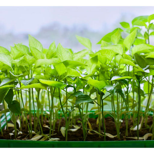 Ящик для рассады 45х22х10см Урожай Люкс с ребрами жест. (пластик.) - Спарк фото 2