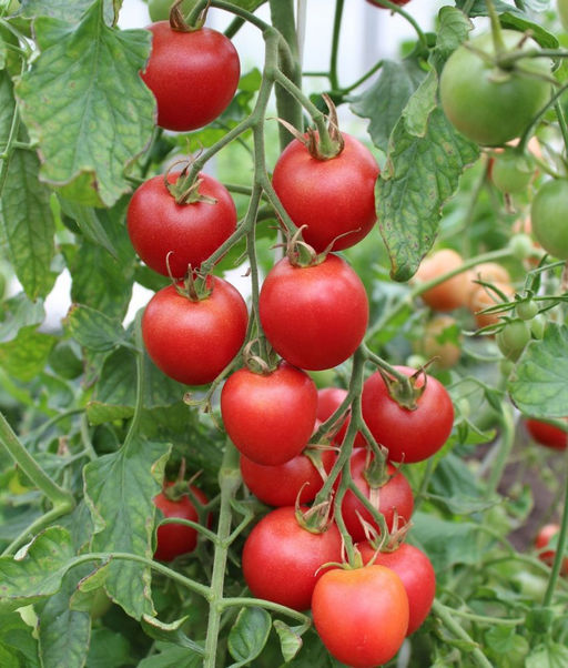 Томат МЕДОВЫЙ МИЛЛИОН Невероятно ранний черри сорт! Созревает целыми кистями! Уникальные вкусовые качества! - Уральский дачник фото 7