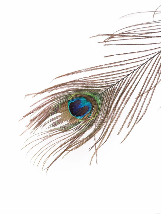 Перо декоративное «Павлин», h=90-100 см