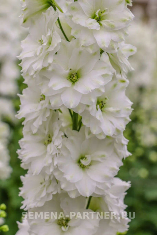 Дельфиниум Инносенс - Партнер фото 6