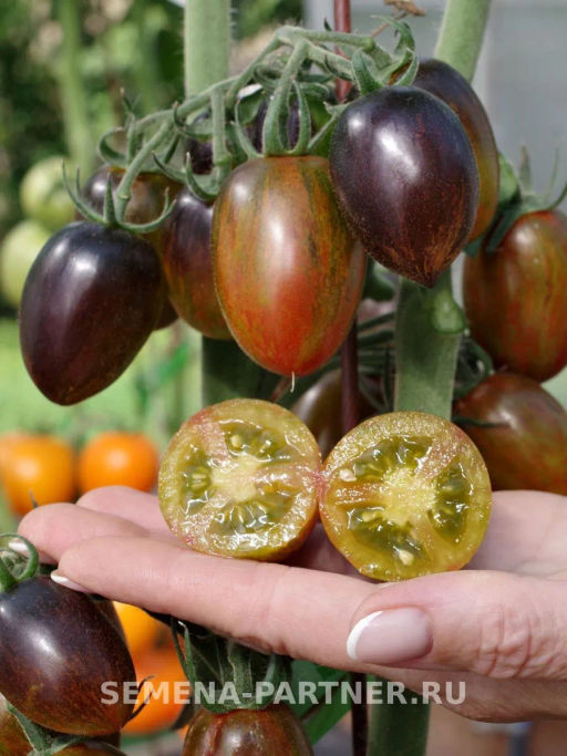 Томат Атомный Бреда - Партнер фото 5