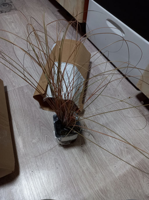 Осока Милк Чоколейт