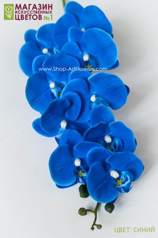 004 Орхидея фаленопсис "Жозель" (9 цветков)