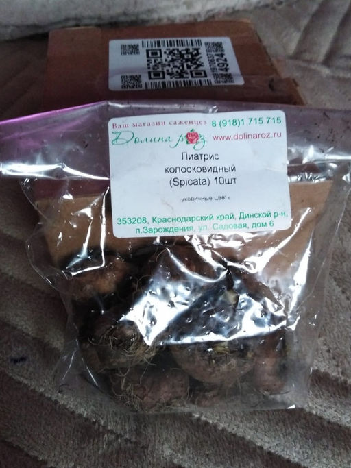 Лиатрис колосковидный (Spicata)