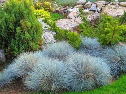 Овсяница сизая - Долина роз фото 2