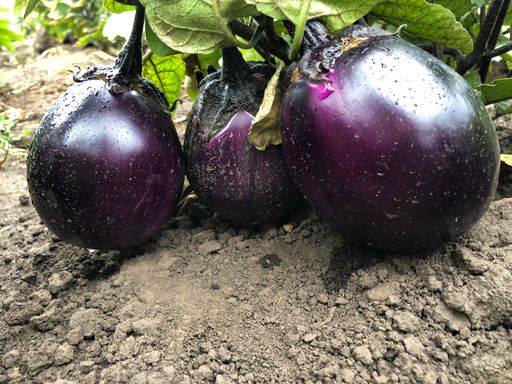 Баклажан ГЛОБУС  Сибирская селекция! Массой до 900 г! Без горечи! Можно запекать как в горшке! - Уральский дачник фото 2