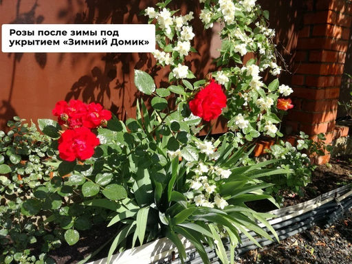 Укрытие для роз Зимний домик 100 см