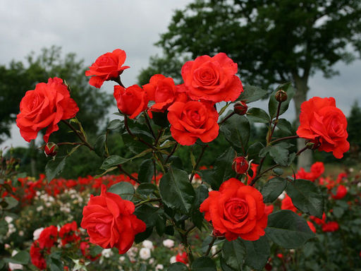 Роза Салита - Долина роз фото 3