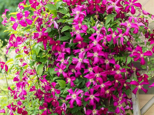 Клематис Ниобе - Долина роз фото 3