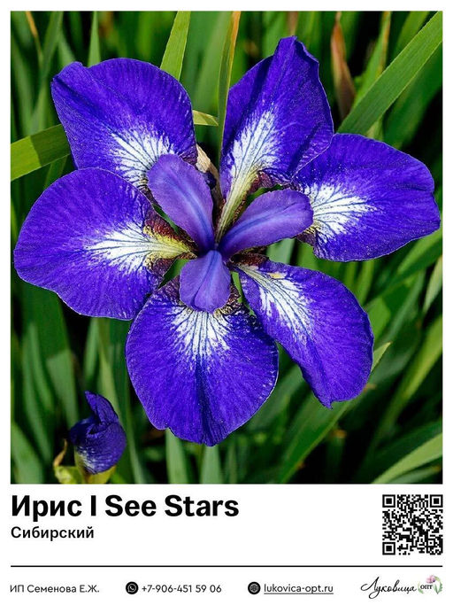 Ирис I See Stars (Сибирский)