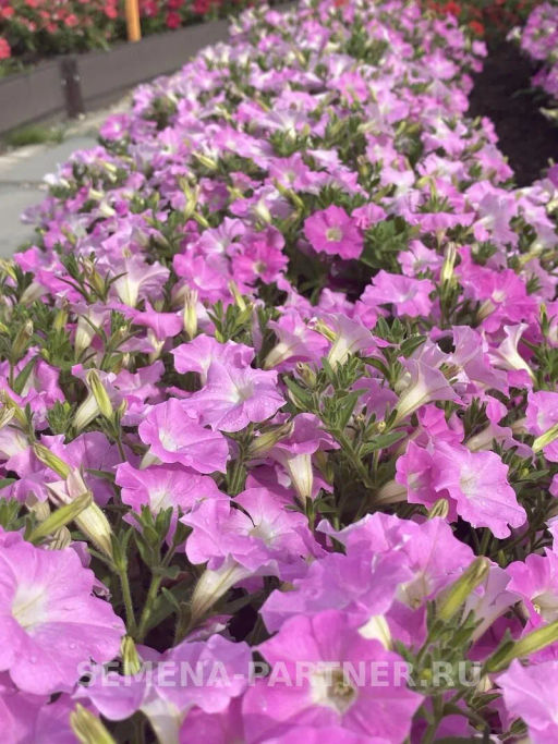 Петуния МиМи Николь каскадная византийский розовый - Партнер фото 7