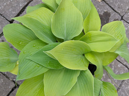 Хоста Санни Халцион - Долина роз фото 3