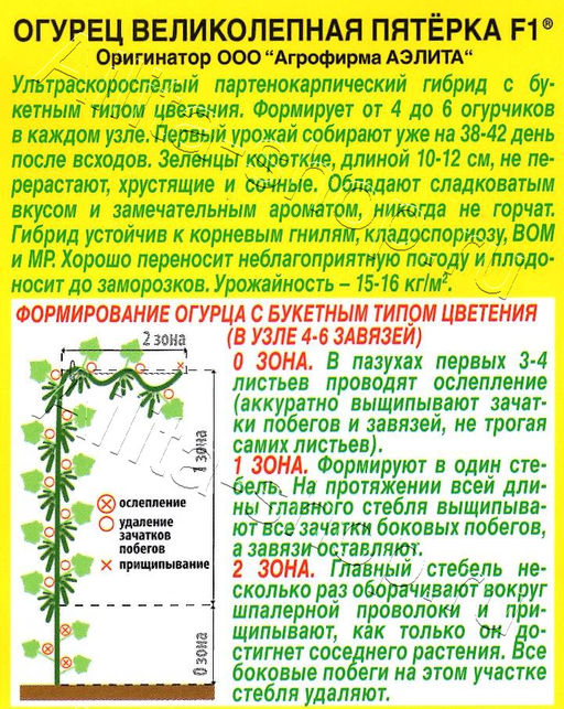Огурец Великолепная пятерка F1 10шт. (Аэлита)