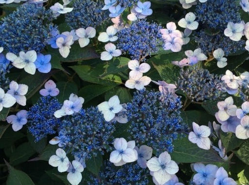 Гортензия пильчатая Blue Clouds (Блю Клауд) - Голландские луковицы фото 2